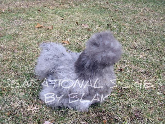 Splash/ Blue Silkie Thread | Page 9 | BackYard Chickens