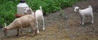 64357_baby_goats_3.jpg