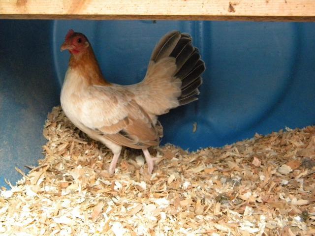 66074_chickens_11-22-10_019.jpg