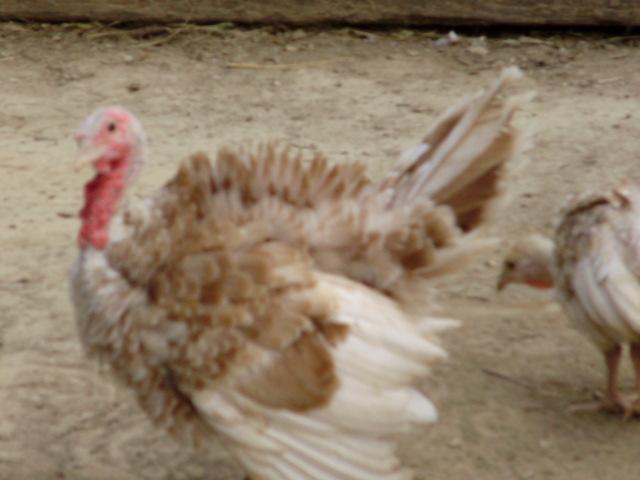 6612_turkeys13.jpg