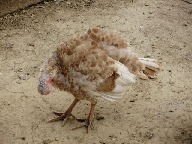 6612_turkeys4.jpg