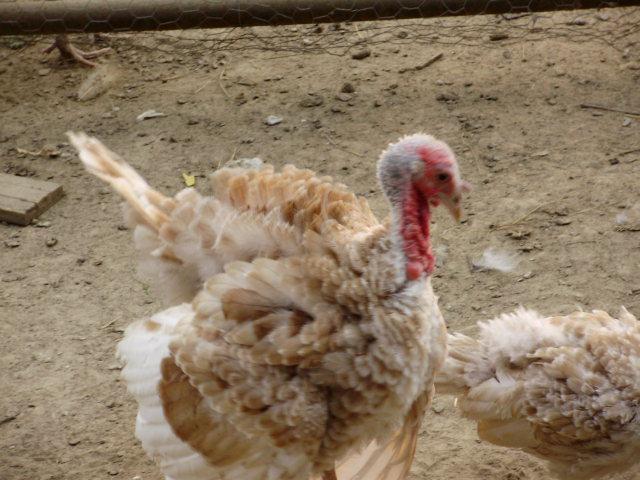 6612_turkeys8.jpg