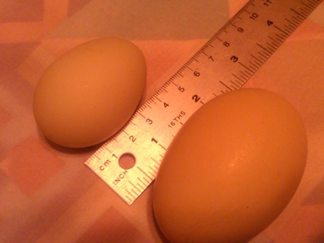 Pterodactyl eggs anyone?  BackYard Chickens - Learn How to Raise Chickens