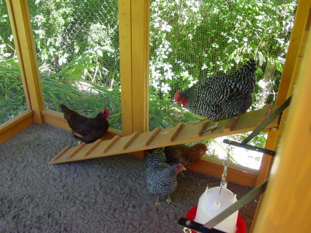 66725_garden_chickens_07-24-10_009.jpg