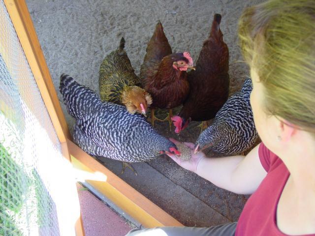 66725_garden_chickens_07-24-10_012.jpg