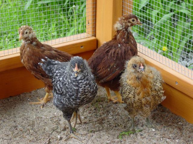 66725_june_genevieve_play_with_the_chickens_04-18-10_012.jpg