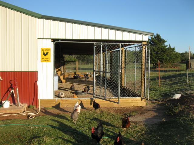 67664_new_pics_of_barn_chickens_001.jpg