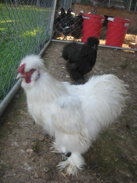 White silkie with RED comb and eyes?