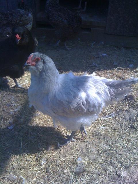 Ameraucana, hen or roo? PICS | BackYard Chickens - Learn How to Raise  Chickens