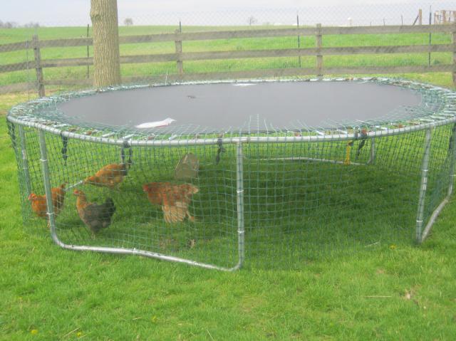 Trampoline chicken tractor | Page 2 | BackYard Chickens - Learn How to  Raise Chickens
