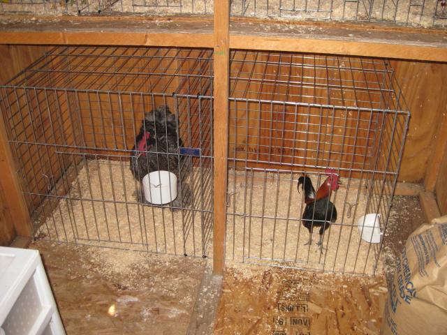 where to buy show cages for home use? | BackYard Chickens - Learn How to  Raise Chickens