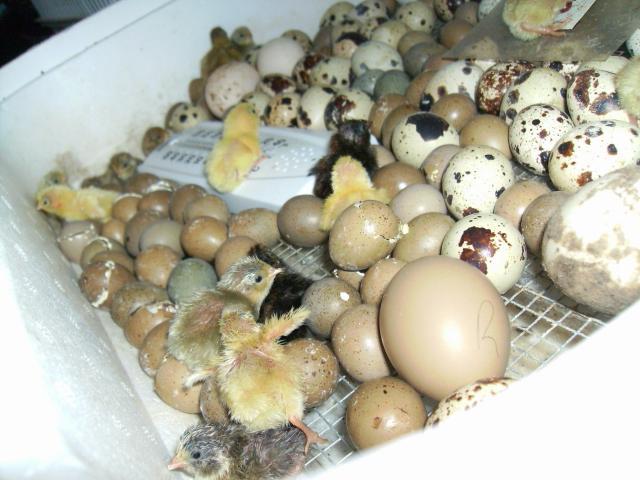 1 Dozen Button Quail Eggs F/S TN (SOLD) | BackYard Chickens - Learn How to  Raise Chickens