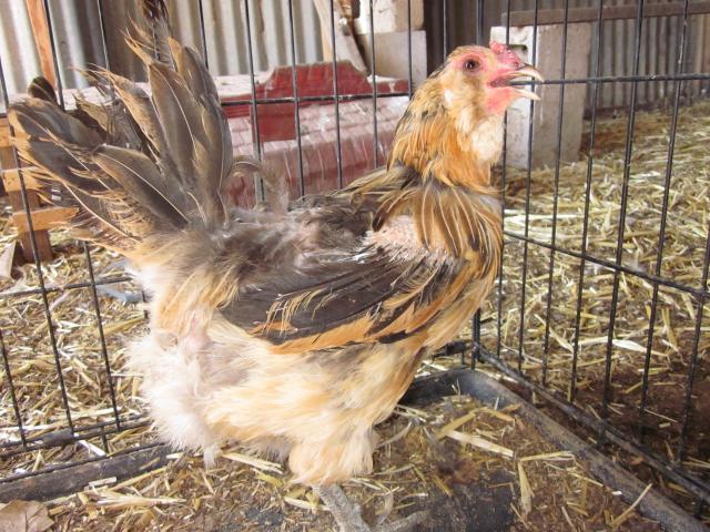 Hen-swollen warm abdomen, hunched wings, wide stance, normal vent ...