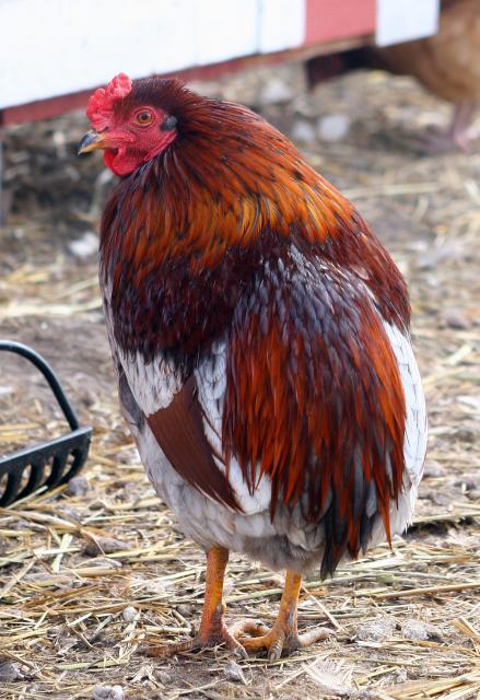 69745_araucana_roo_blue.jpg