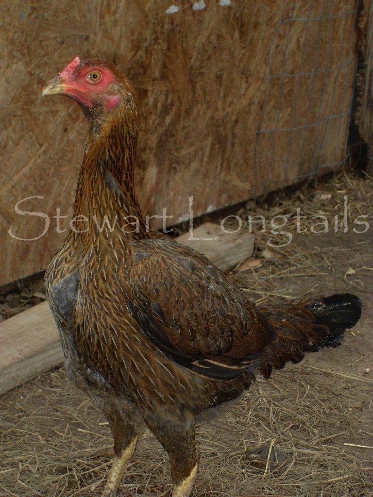 Red Shamo Hen | BackYard Chickens