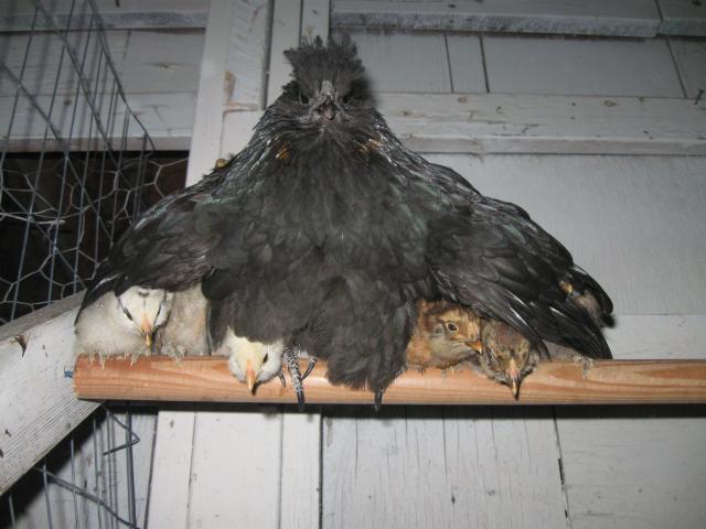 70082_mama_and_6_on_roost.jpg