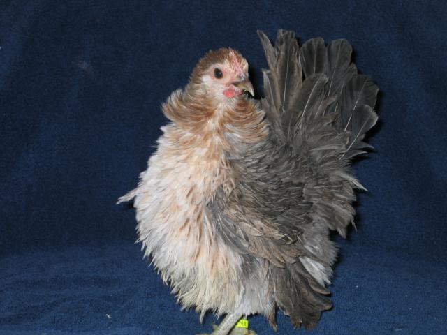 70986_chickens_10-10-11_043.jpg