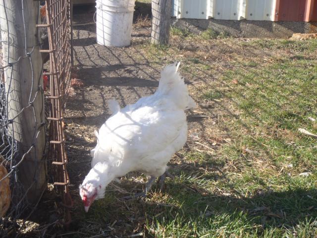 71540_chickens_november_020.jpg