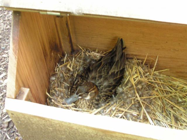 71544_baikal_teal_on_nest.jpg