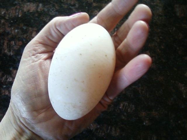 71711_giant_egg.jpg