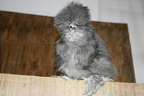 7205_black_silkie_pullet1.jpg