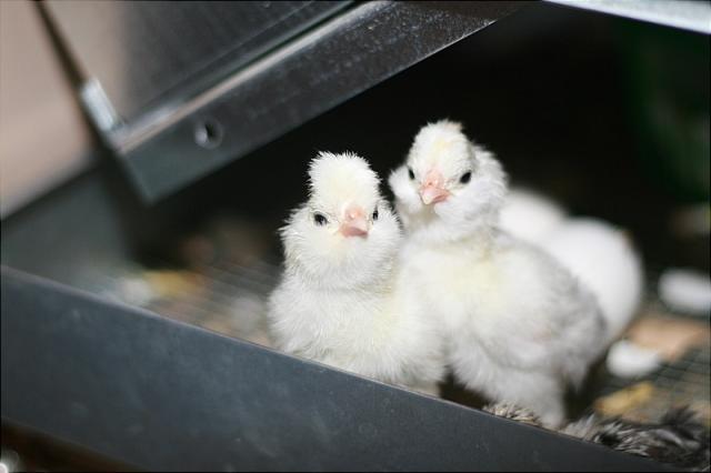 7205_incubator_chicks_025.jpg