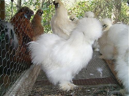 7205_white_silkie.jpg