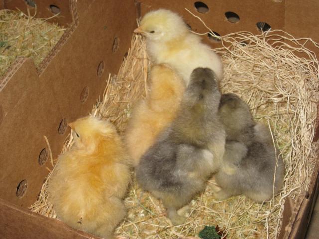 72364_new_chicks_052211_26.jpg