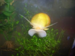 This is Fiona's 4th egg clutch this week 🐌🥚Channeled Apple snail egg, snails