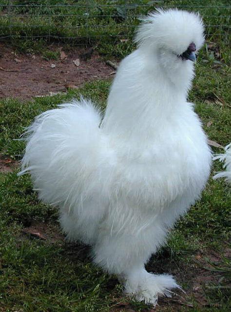 Bearded White silkie cockerels(PIC HEAVY) | BackYard Chickens - Learn ...