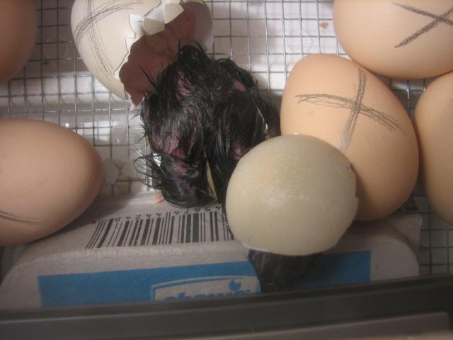 75928_first_hatched.jpg