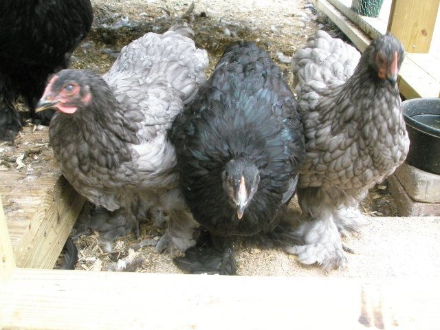 7664_got_chickens_029.jpg