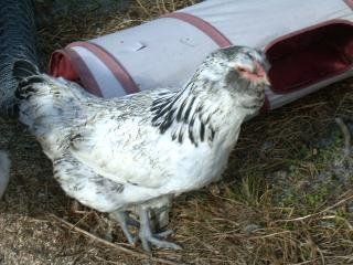 77007_ameraucana_hen_1.jpg