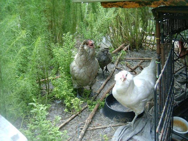 77007_ameraucana_hens.jpg