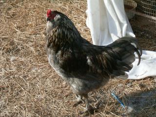 77007_blue_-_ameraucana_rooster_1.jpg