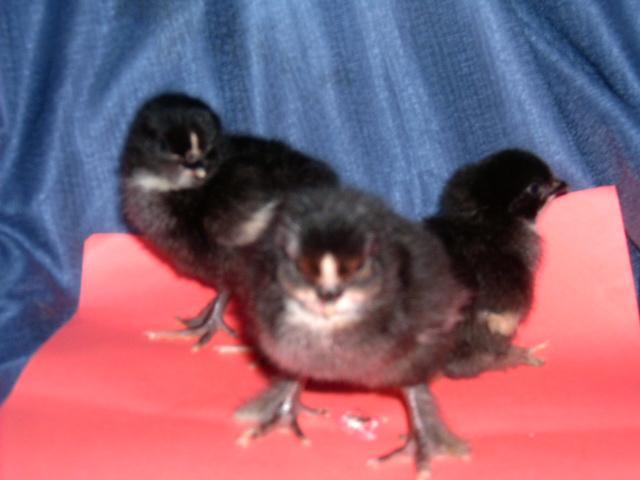 77007_chickens_rabbits_110.jpg