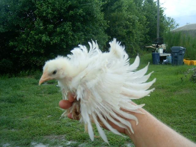 77007_frizzle_chick.jpg