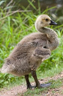 77358_canada-goose-gosling-looking-right.jpg