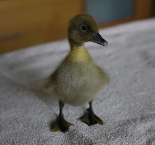 80856_duckling1b.jpg