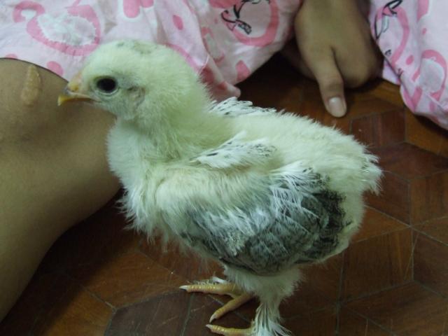 Brahma Chicks - Boys or Girls Please? Update | BackYard Chickens - Learn  How to Raise Chickens