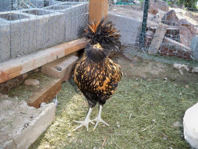 82508_chickens_019.jpg