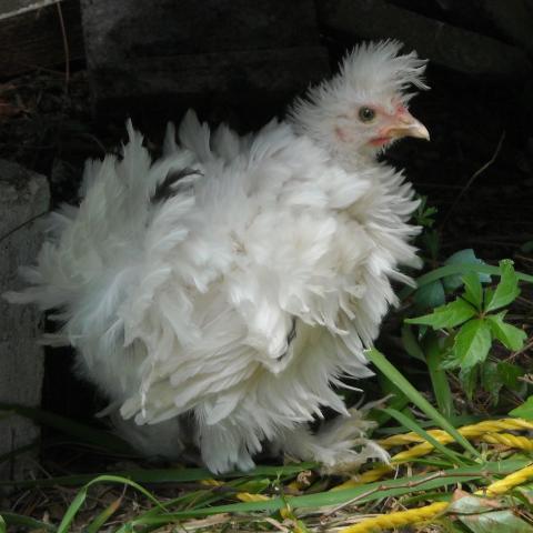 Can I breed my Frizzle hen with the neighbors Barred Rock rooster ...