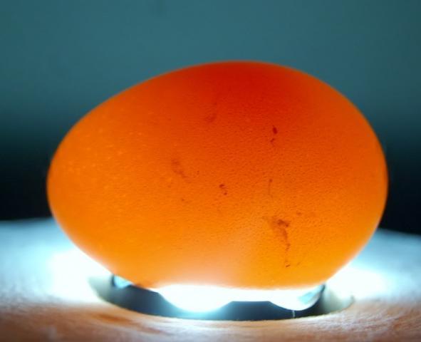 Best Egg Candler Ever, Even Dark Eggs | BackYard Chickens - Learn How ...