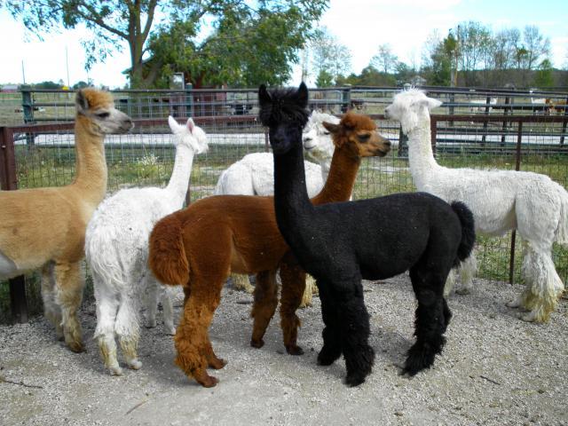 83091_alpacassept2010_186.jpg