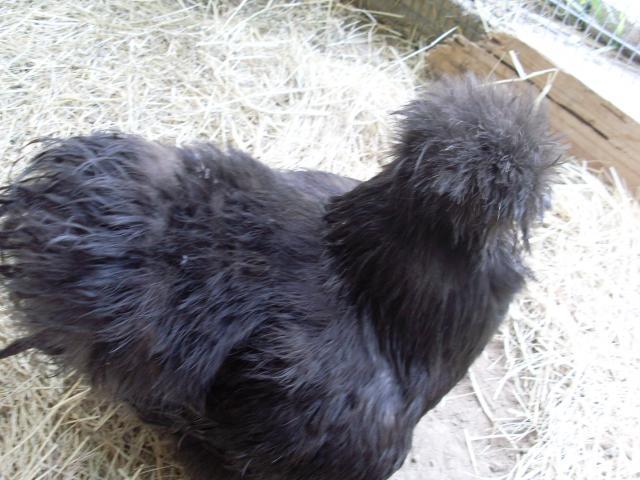 83209_chickens_034.jpg