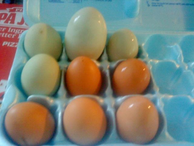 83884_eggs.jpg