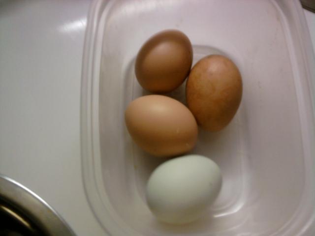 84853_first_eggs.jpg