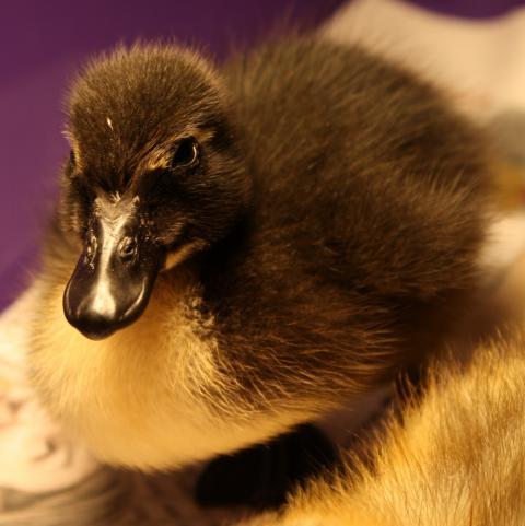 Would Someone Be Able To Help Me With My Duckling Breeds