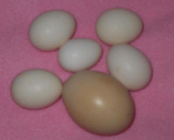 86079_eggs.jpg