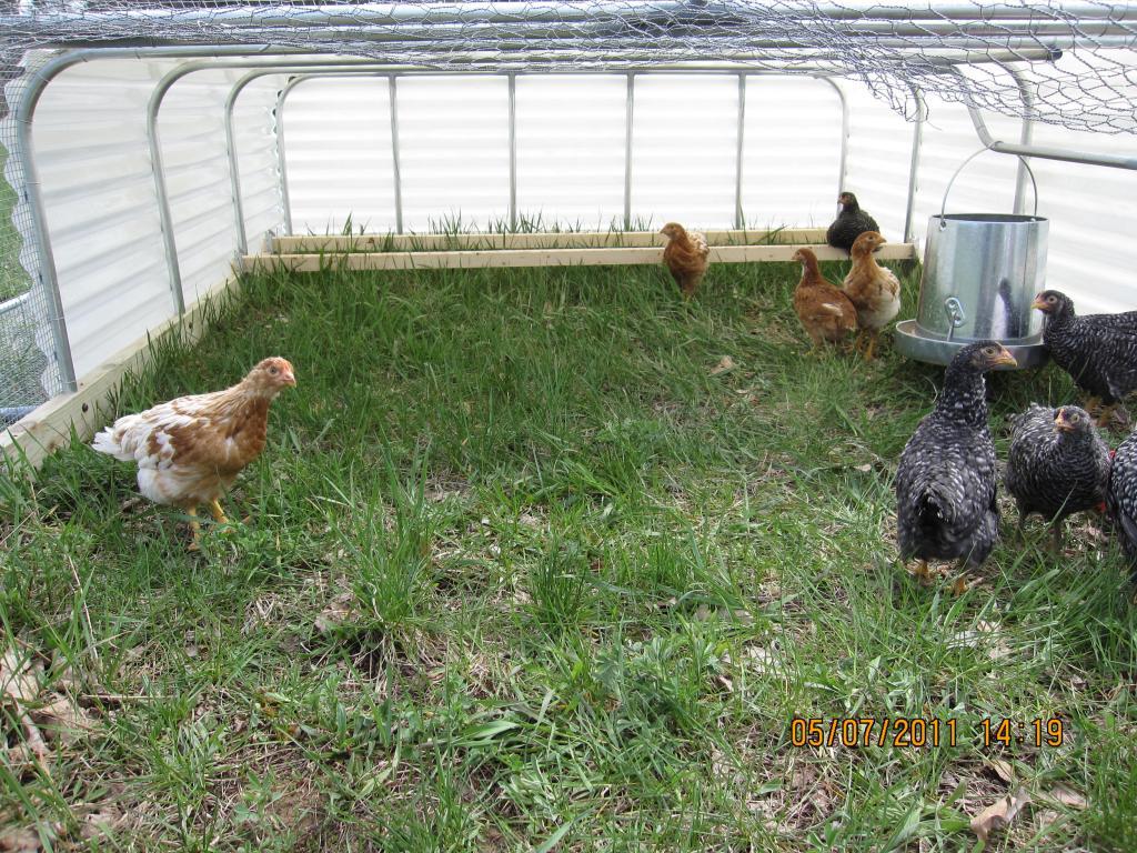 My chicken tractor and coop-pictures - Page 2